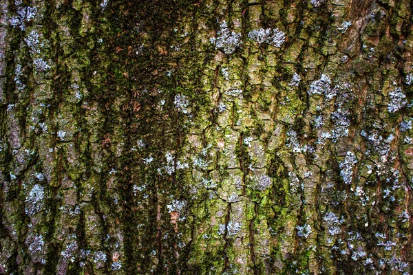 Sabah Erken Ilkbaharda Yosun Kaplı Bir Ağaç Kabuğu Göstermek Yukarıya — Stok fotoğraf