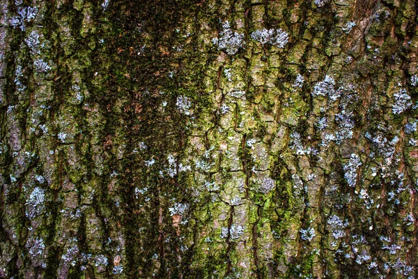 Close Showing Bark Tree Covered Moss Spring Early Morning — Stock Photo, Image