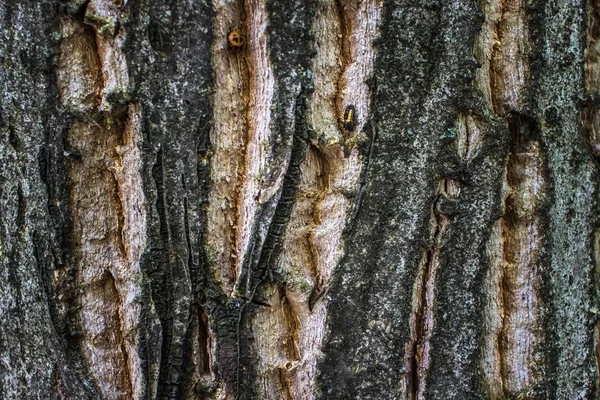 Detalhe Uma Grande Madeira Árvore Que Tem Uma Crosta Muito — Fotografia de Stock