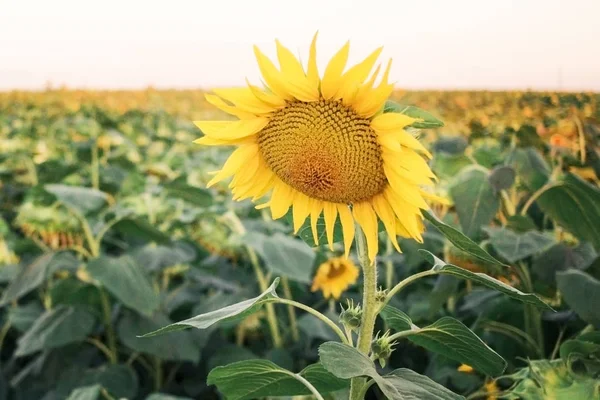 Standing out from the crowd on sunflower above all the rest.