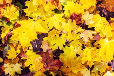 güneşli gün ışığına, çimlerin üzerine düşen sonbahar yaprakları tonda fotoğraf