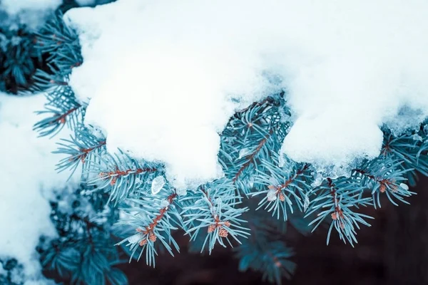 Sprig Abete Rosso Picea Pungens Coperto Hoarfrost Neve Uno Sfondo — Foto Stock