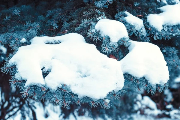 Sprig Abete Rosso Picea Pungens Coperto Hoarfrost Neve Uno Sfondo — Foto Stock