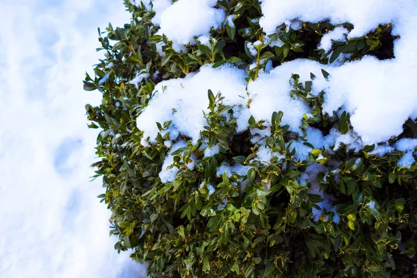 Evergreen Buxus Sempervirens Växten Täckt Snö — Stockfoto