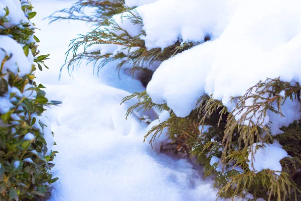 雪で覆われたツゲ属常緑 Sempervirens — ストック写真