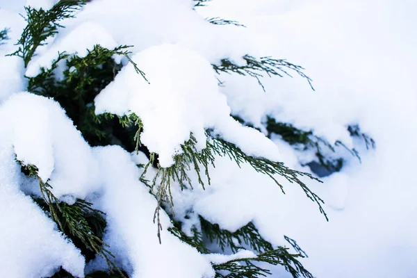 Impianto Sempreverde Buxus Sempervirens Ricoperto Neve — Foto Stock