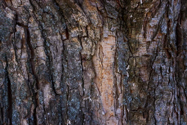 Textura de casca de árvore para fundo. Casca de madeira velha, fundo ou protetor de tela — Fotografia de Stock