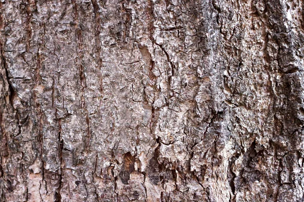 Textura de casca de árvore para fundo. Casca de madeira velha, fundo ou protetor de tela — Fotografia de Stock