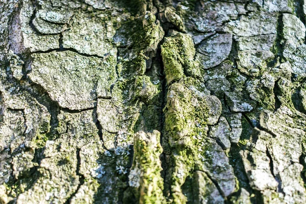 Écorce fissurée du vieil arbre envahi par la mousse verte dans la forêt d'automne. Concentration sélective — Photo