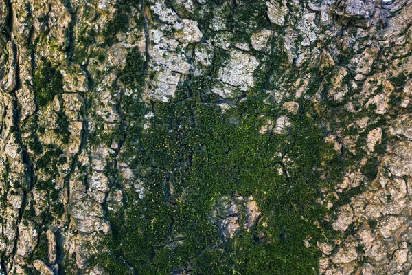 Cracked bark of the old tree overgrown with green moss in autumn forest. Selective focus — Stock Photo, Image