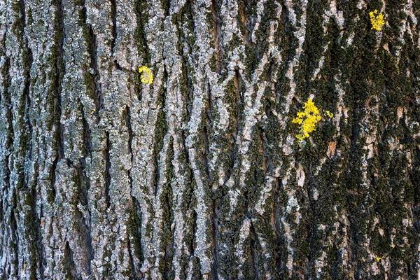Écorce fissurée du vieil arbre envahi par la mousse verte dans la forêt d'automne. Concentration sélective — Photo