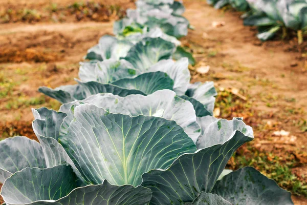 Giovane testa verde di cavolo in primo piano — Foto Stock