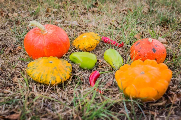 Concepto de naturaleza otoñal. Caída de frutas y verduras en madera. Cena de Acción de Gracias —  Fotos de Stock