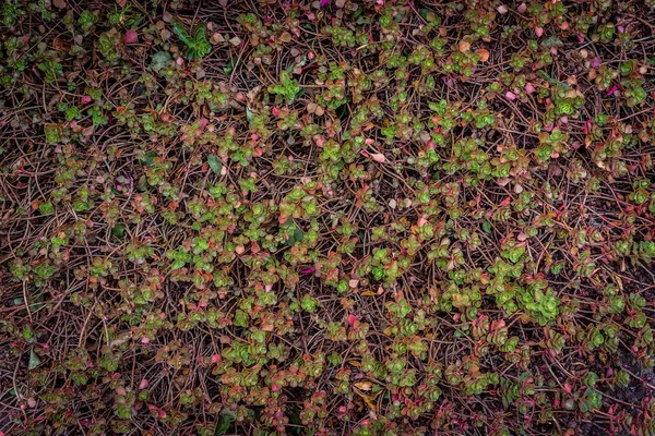 Zöld levelek növényzettel a falon háttér. Növényfal buja zöld színekkel. Zöld levelek textúra. friss vagy háttér-koncepcióhoz használják. — Stock Fotó