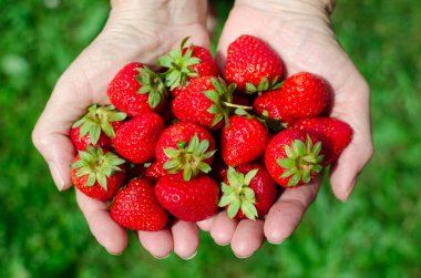 Taze çilek closeup tutan eller. Kadın holding çilek elinde. Yaz aylarında konsept.