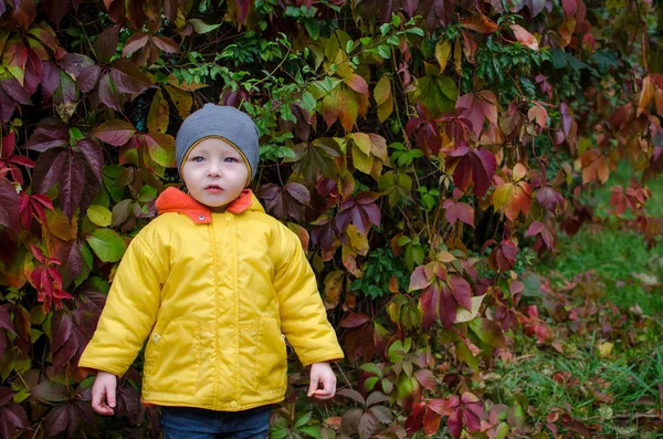 Mosolygós Kisfiú Sárga Kabátot Séta Gyönyörű Őszi Parkban Szabadban Szórakozik — Stock Fotó