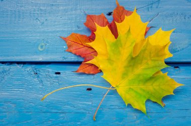 Sonbahar yaprak yaşam döngüsü. Renkli sonbahar akçaağaç ile sonbahar arka plan mavi ahşap masanın üzerine bırakır. Sonbahar yaprak yaşam döngüsü. Şükran tatil kavramı. Yeşil, sarı ve kırmızı sonbahar yaprakları. Üstten Görünüm.