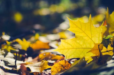 Altın Sonbahar sahne düşen yaprakları ile bir parkta. Canlı sonbahar yaprakları. Yaprak ile parlayan güneş. Seçici odak.