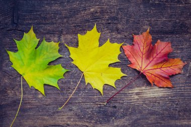 Sonbahar yaprak yaşam döngüsü. Renkli sonbahar akçaağaç ile sonbahar arka plan üzerinde rustik ahşap masa bırakır. Sonbahar yaprak yaşam döngüsü. Şükran tatil kavramı. Yeşil, sarı ve kırmızı sonbahar yaprakları. Üstten Görünüm.