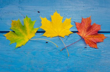 Sonbahar yaprak yaşam döngüsü. Renkli sonbahar akçaağaç ile sonbahar arka plan mavi ahşap masanın üzerine bırakır. Sonbahar yaprak yaşam döngüsü. Şükran tatil kavramı. Yeşil, sarı ve kırmızı sonbahar yaprakları. Üstten Görünüm.