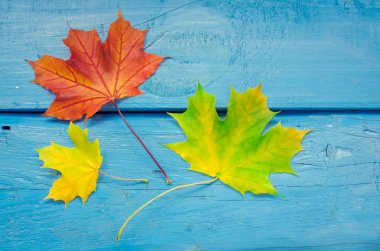 Sonbahar yaprak yaşam döngüsü. Renkli sonbahar akçaağaç ile sonbahar arka plan mavi ahşap masanın üzerine bırakır. Sonbahar yaprak yaşam döngüsü. Şükran tatil kavramı. Yeşil, sarı ve kırmızı sonbahar yaprakları. Üstten Görünüm.