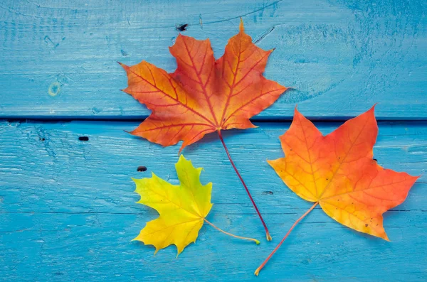 Autumn leaf life cycle. Autumn background with colorful fall maple leaves on blue wooden table. Life cycle of fall leaf. Thanksgiving holidays concept. Green, yellow and red autumn leaves. Top view.