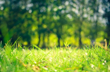 Parlak güneşin altında. Doğal arka güzel bokeh ile. Yeşil yaz manzara.