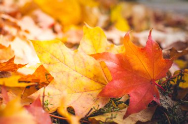 Altın Sonbahar sahne düşen yaprakları ile bir parkta. Canlı sonbahar yaprakları. Yaprak ile parlayan güneş. Seçici odak.