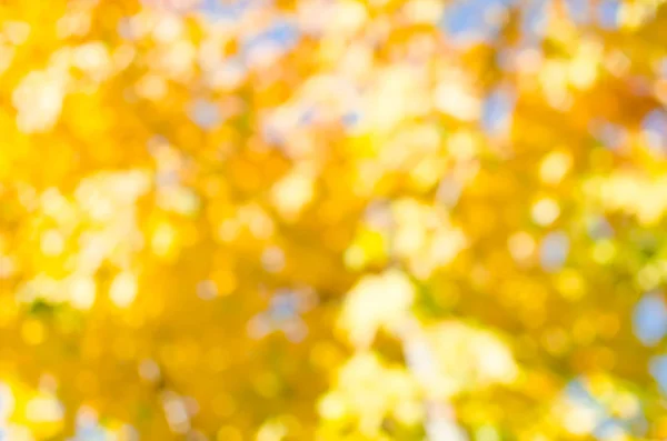 模糊的背景与金色的秋天场面在一个公园与秋叶 充满活力的秋天叶子 — 图库照片