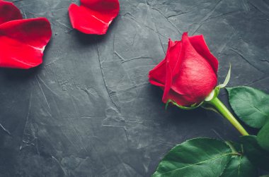 Metin için yer koyu gri beton zemin üzerine kırmızı gül çiçek. Romantik Sevgililer tatil kavramı. Sevgililer günü tebrik kartı. Uzay kopyalayın. Üstten görünüm.