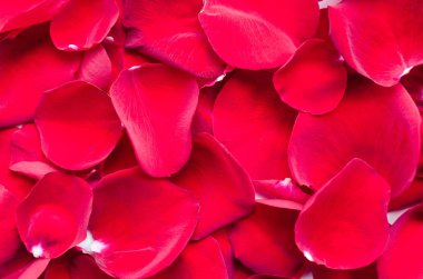 Arka plan doku çok güzel kırmızı gül yaprağı. Romantik Sevgililer tatil kavramı. Sevgililer günü tebrik kartı. Uzay kopyalayın. Üstten görünüm.