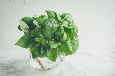 Mermer arka planda taze fesleğen