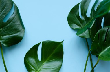 Tropikal yapraklar canavar.