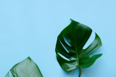 Tropikal yapraklar canavar.