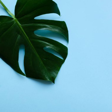 Tropikal yapraklar canavar.