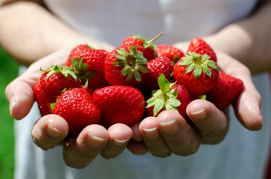 Erkek tutarak taze çilek eller