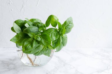 Mermer arka planda taze fesleğen