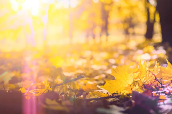 Autumn scene in a park