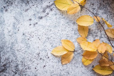 Gri arkaplanda parlak sarı sonbahar yaprakları ve metin için kopya alanı. Güzel sonbahar çerçevesi. Üst görünüm.