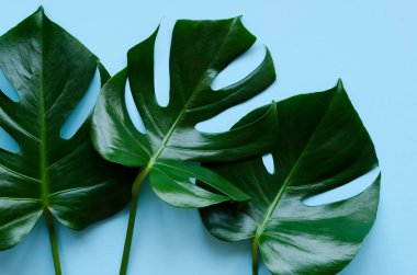 Mavi arka planda tropik yapraklar Monstera. Metin için yeri olan tropikal bir arka plan. Düz yerde, üst tarafta. Boşluğu kopyala.