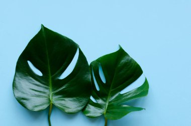 Mavi arka planda tropik yapraklar Monstera. Metin için yeri olan tropikal bir arka plan. Düz yerde, üst tarafta. Boşluğu kopyala.