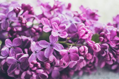 Güzel bahar çiçekleri eflatun desenli arka plan. Şırınga kabalığı. Anneler günün kutlu olsun. Boşluğu kopyala.