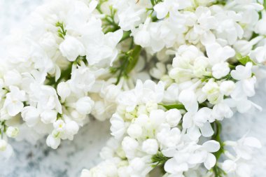 Güzel bahar çiçekleri eflatun desenli arka plan. Şırınga kabalığı. Anneler günün kutlu olsun. Boşluğu kopyala.