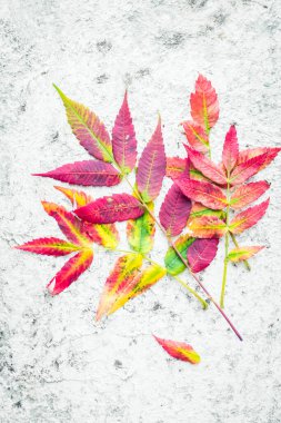 Gri arkaplanda parlak sonbahar yaprakları ve metin için kopya alanı. Güzel sonbahar renkleri. Üst görünüm.