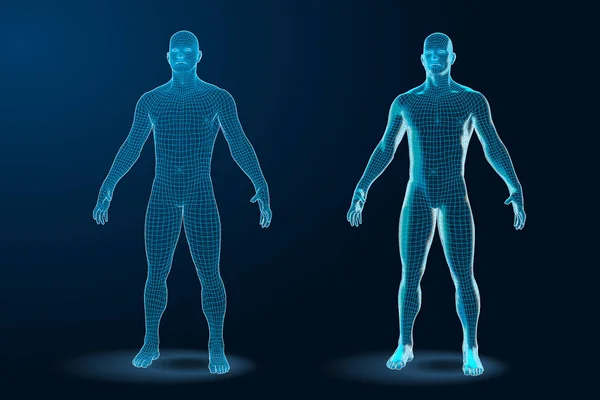 Temlate set of Human Body 3D Polygonal Wireframe Blueprint. Векторная миграция — стоковый вектор