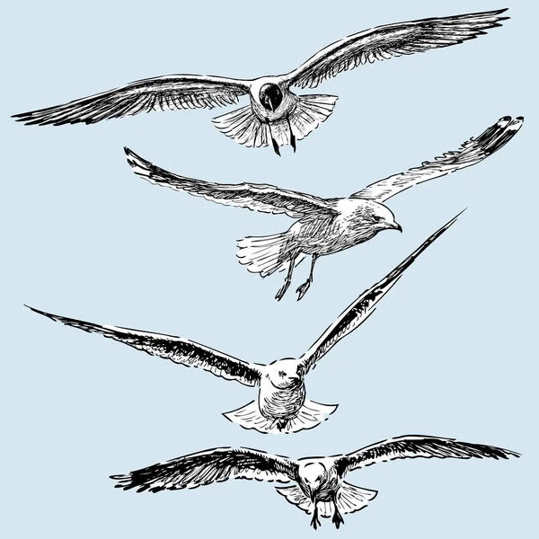 Hand Drawings Flying Seagulls — Stock Vector