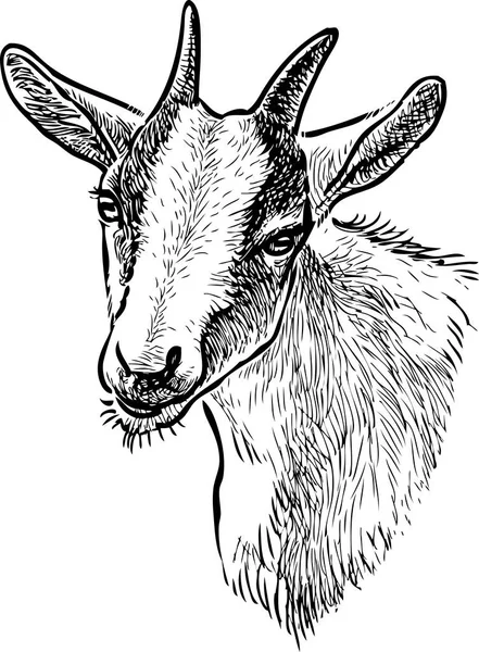 Bosquejo Cabeza Una Cabra Doméstica — Vector de stock