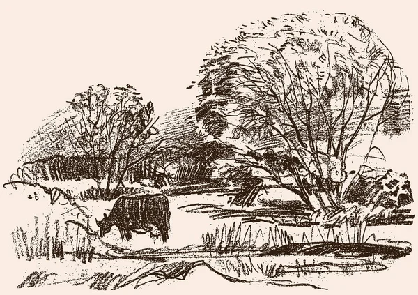 Bleistiftzeichnung Einer Ländlichen Landschaft Mit Einer Grasenden Kuh — Stockvektor