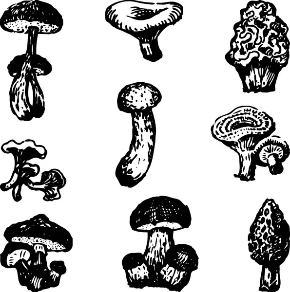 Vektorbild Verschiedener Essbarer Pilze — Stockvektor