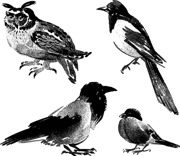 Imágenes Vectoriales Diferentes Aves Silvestres — Archivo Imágenes Vectoriales